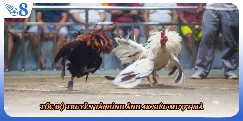 Tốc độ truyền tải hình ảnh 4K siêu mượt mà